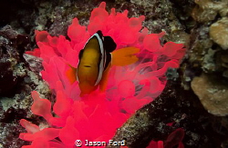 Glowing anemone and clownfish. Taken in the Maldives at a... by Jason Ford 